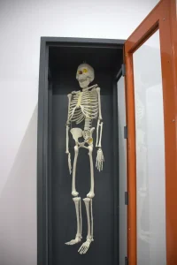 Biology lab skeleton model at Brigade Public School, Gurramguda campus
